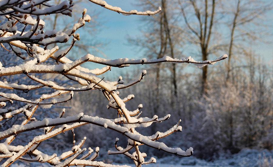 Snowy Branches Photograph by Brian Eberly