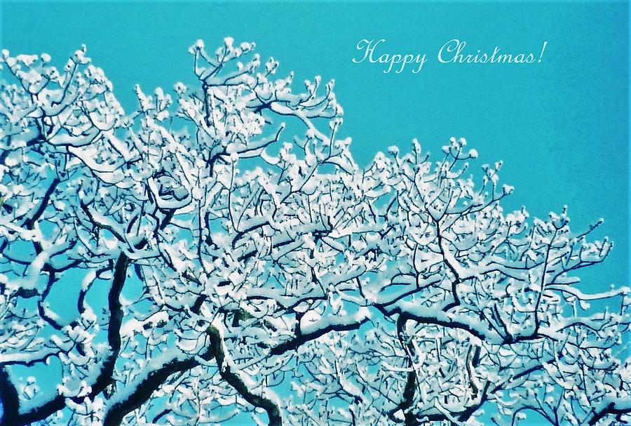 Snowy branches card Photograph by Nigel Radcliffe