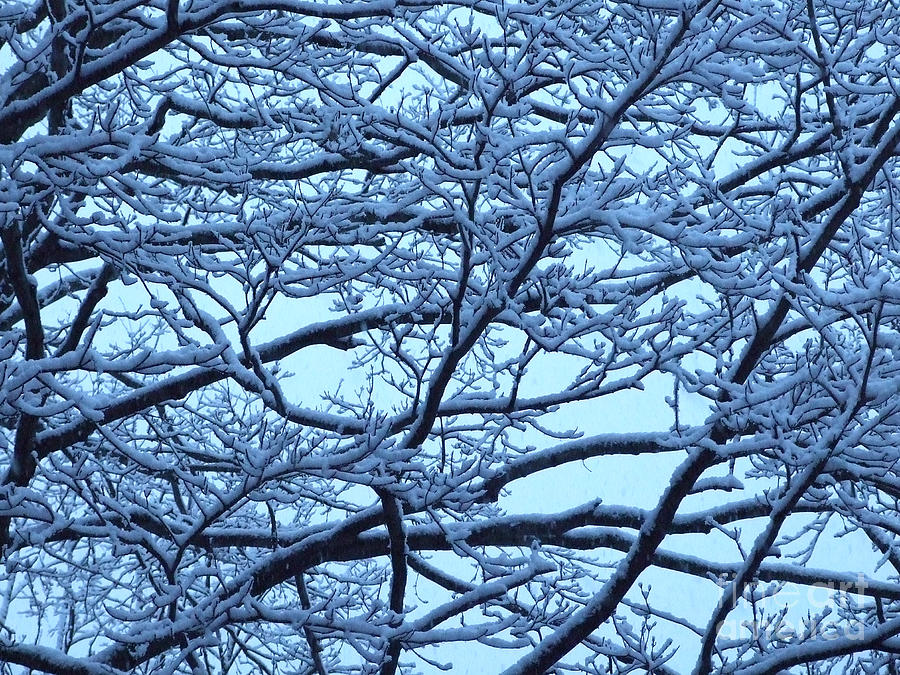 Snowy Branches Landscape Photograph Photograph by Kristen Fox
