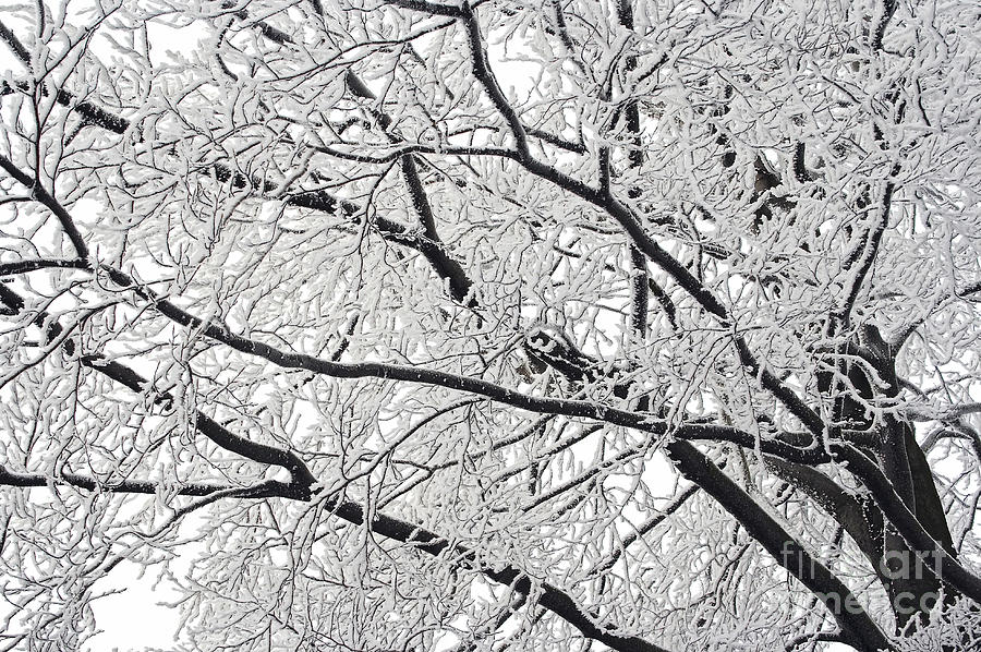 Winter Photograph - Snowy Branches by Michal Boubin