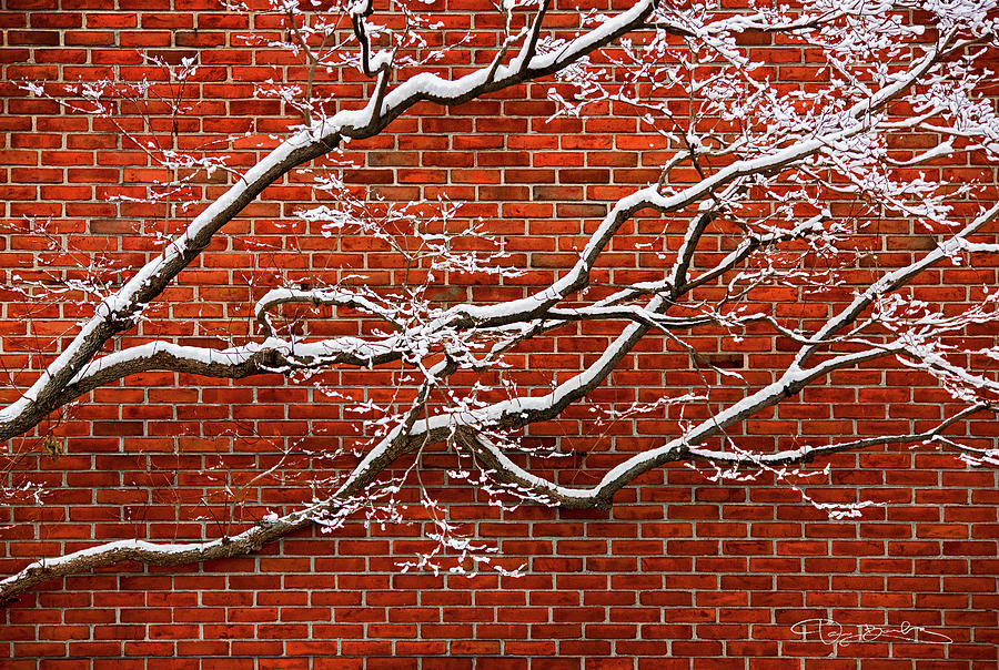 Snowy Branches Against  Red Brick Wall Photograph by Dan Barba