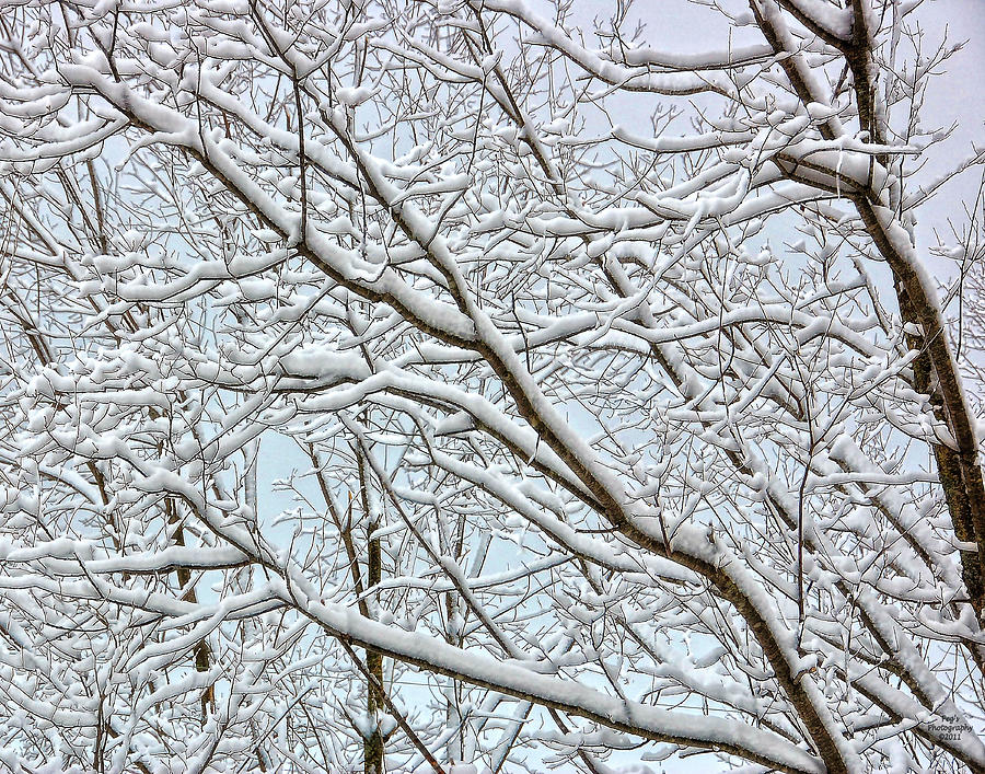 Snowy Branches Photograph by Peg Runyan