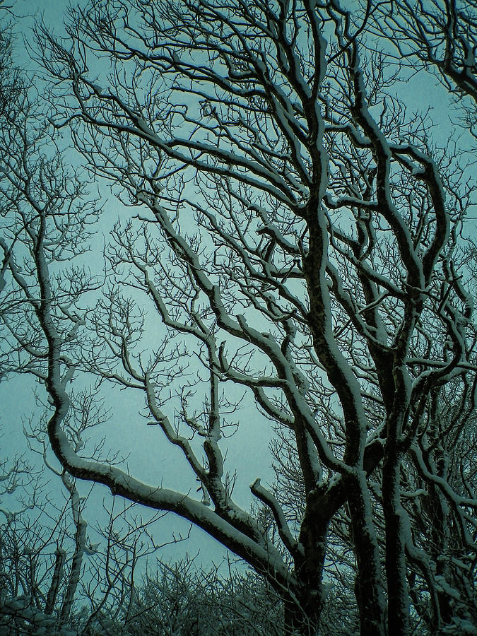 Snowy Branches Photograph by Richard Brookes