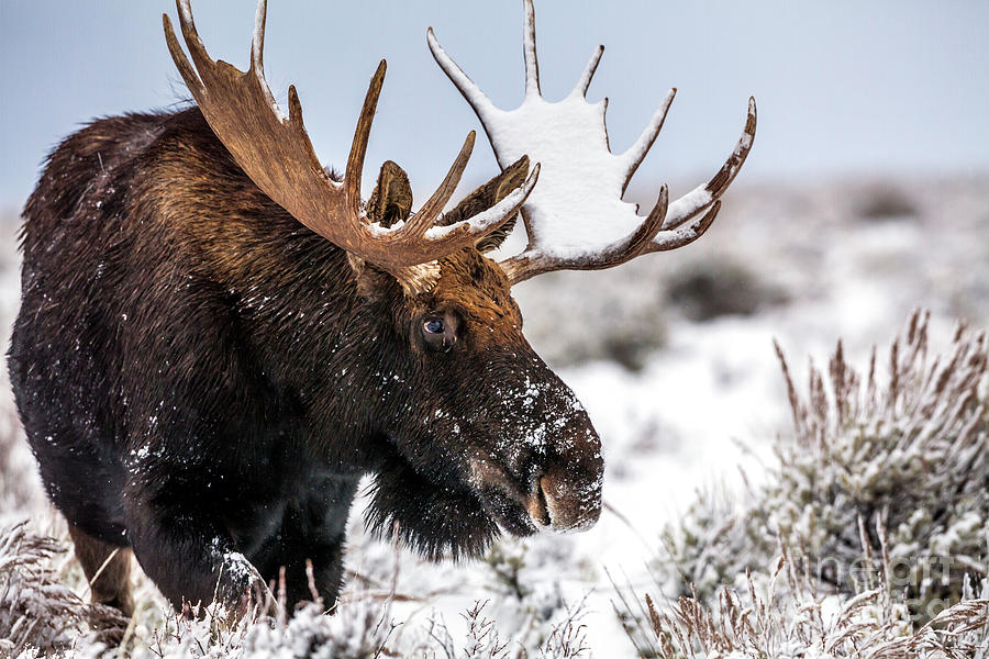 Snowy Bull Moose Photograph
