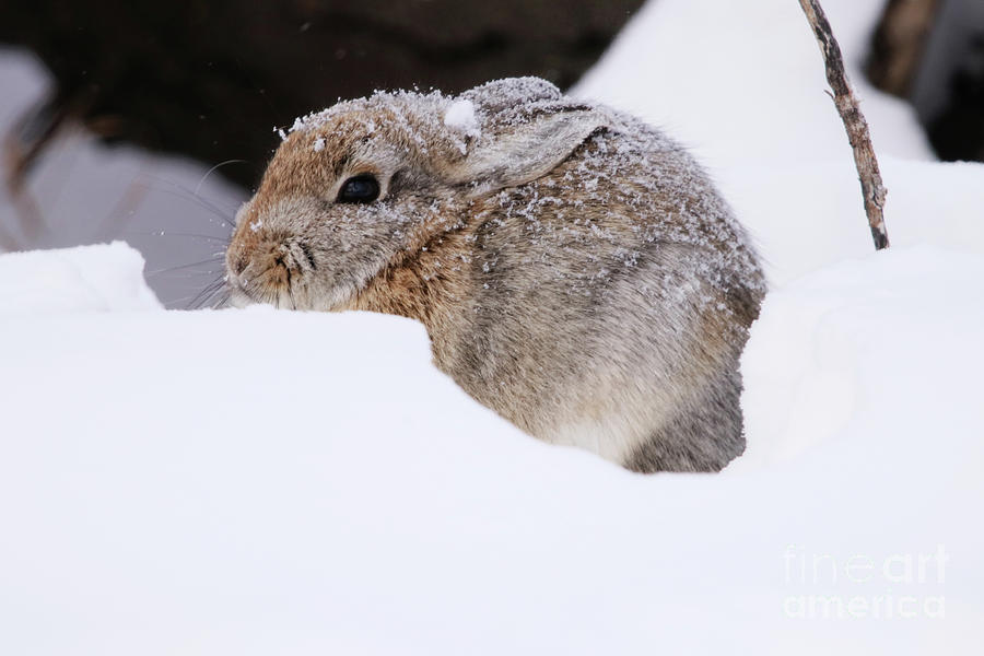 Snowy Bunny Photograph by Alyce Taylor