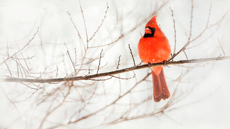 Snowy Cardinal Photograph by Jack Nevitt