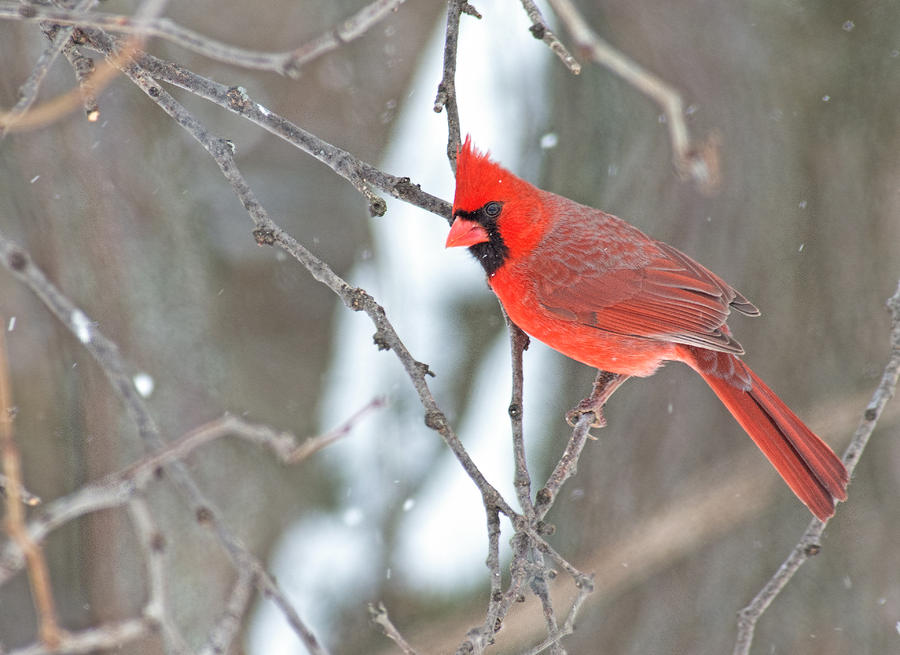 Snowy Cardinal Photograph by Jim Zablotny