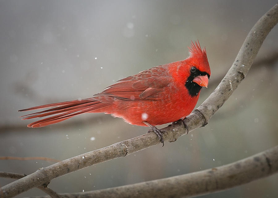 Snowy Cardinal Photograph by Tina Thelen | Fine Art America