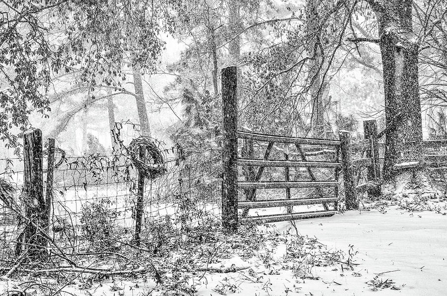 Snowy Cattle Gate Photograph by Scott Hansen