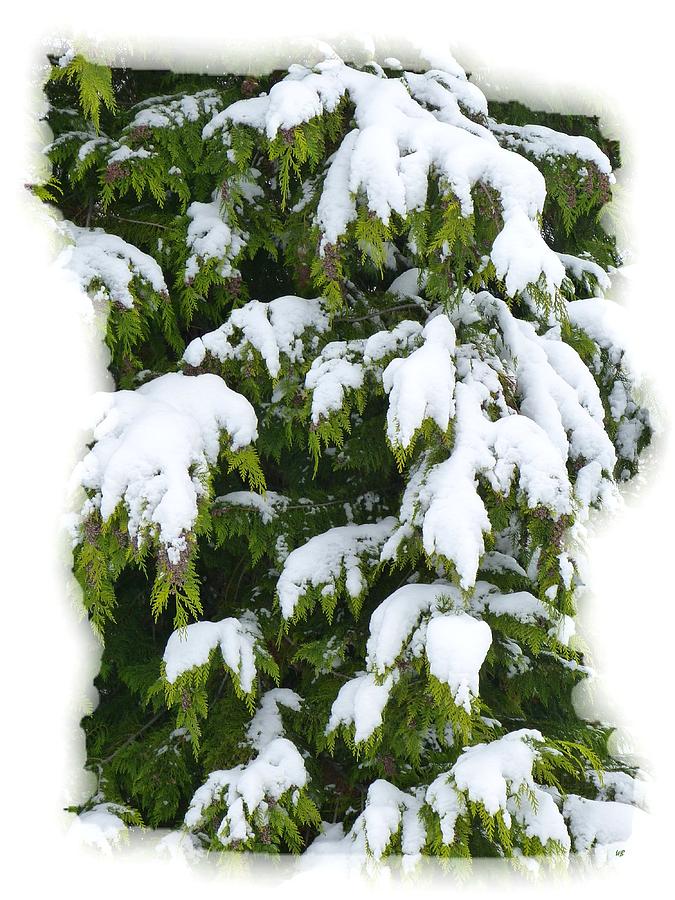 Snowy Cedar Boughs Photograph by Will Borden