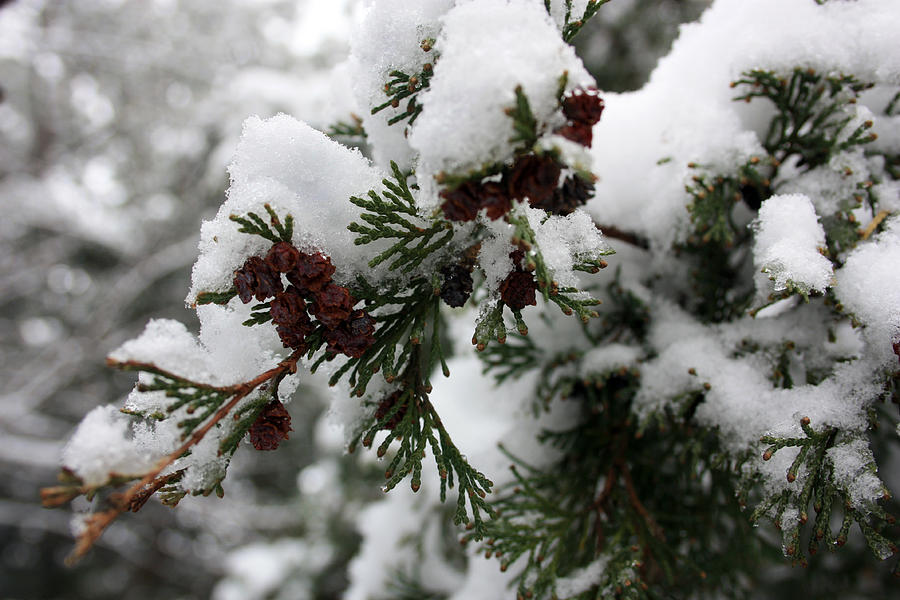 Snowy Cedar Photograph by Mary Haber