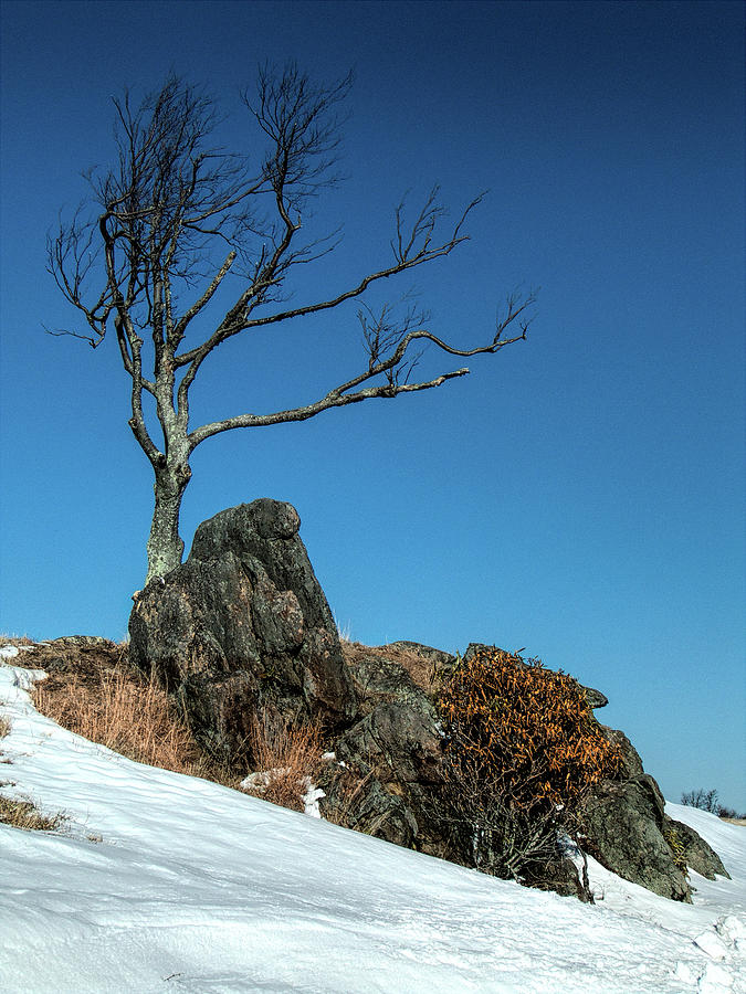 Snowy Centerpiece in the Blue Ridge Photograph by Dan Carmichael