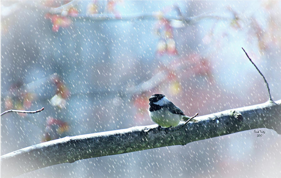 Bird Mixed Media - Snowy Chickadee by Trish Tritz