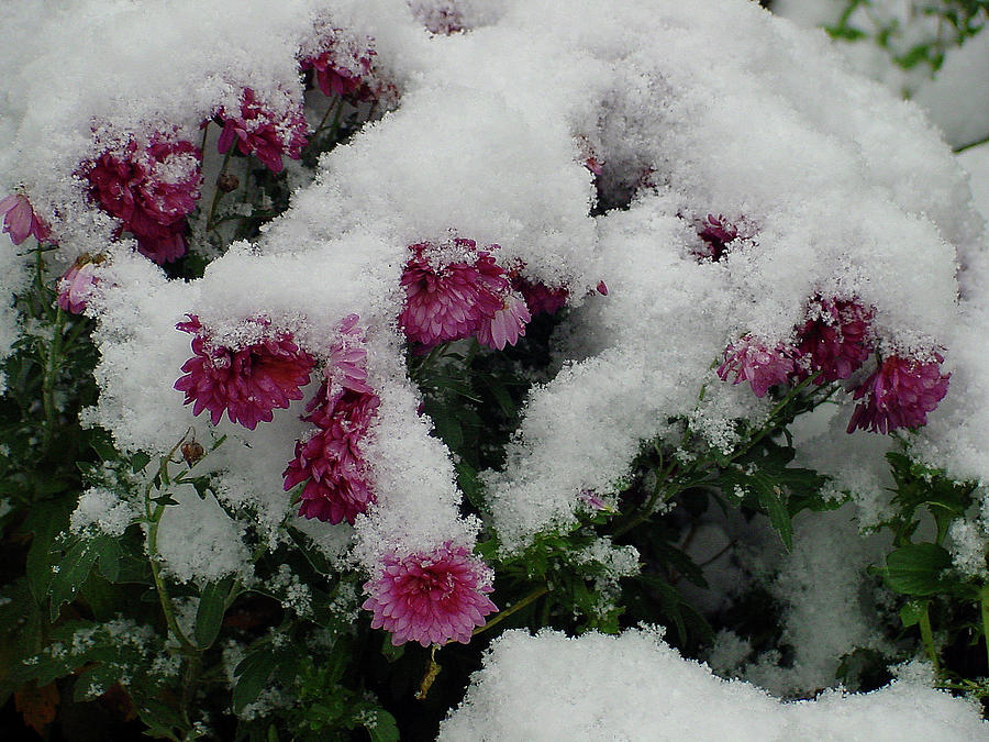 Snowy Chrysanthemums Photograph by Shirley Heyn
