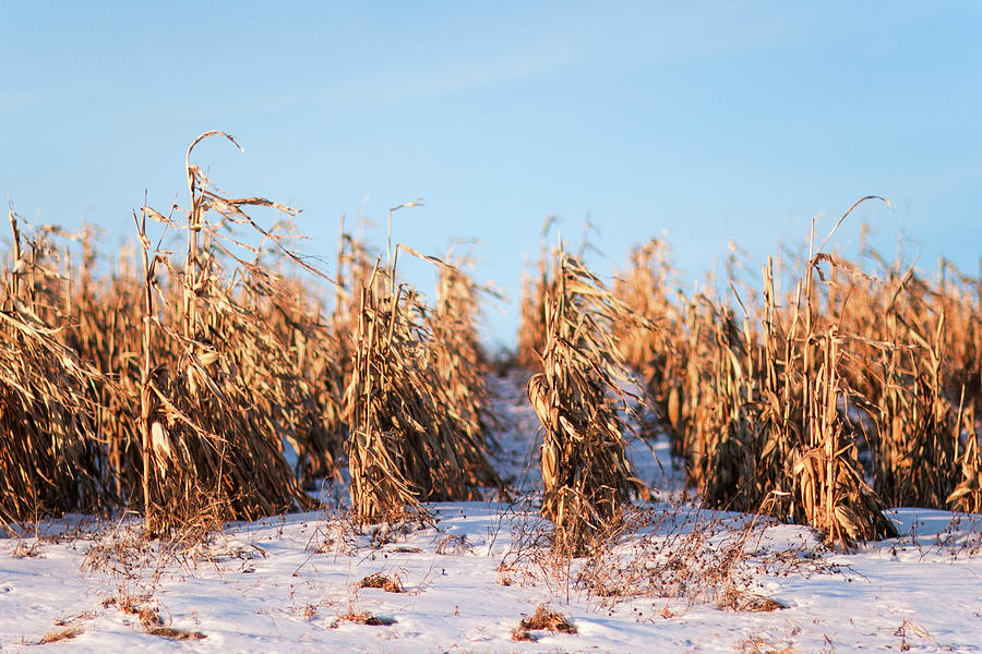 Snowy Corn Rows Photograph by Todd Klassy