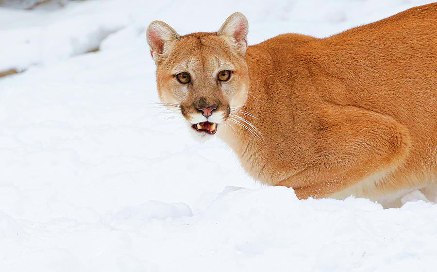 Snowy Cougar Photograph by Steve McKinzie