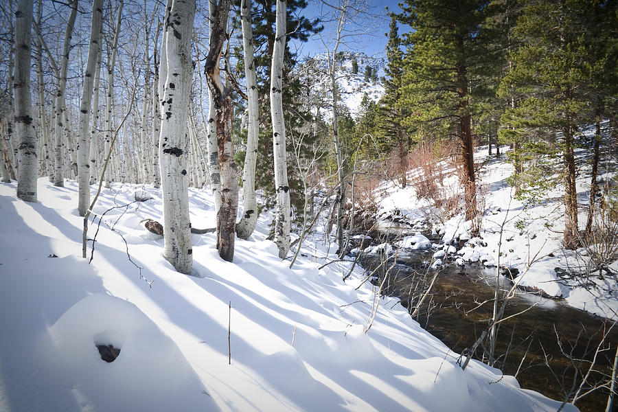 Snowy creek and trees in winter Photograph by Chris Giordano | Fine Art ...