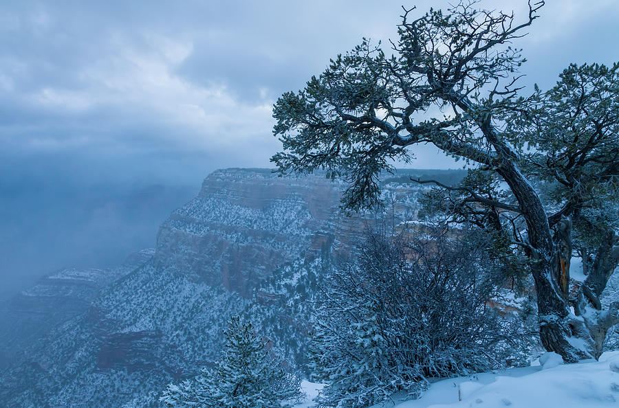 Snowy Dawn Photograph by Jonathan Nguyen
