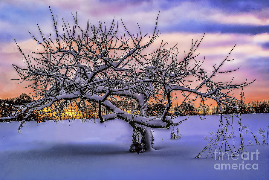 Snowy Dawn Photograph by Nick Zelinsky Jr