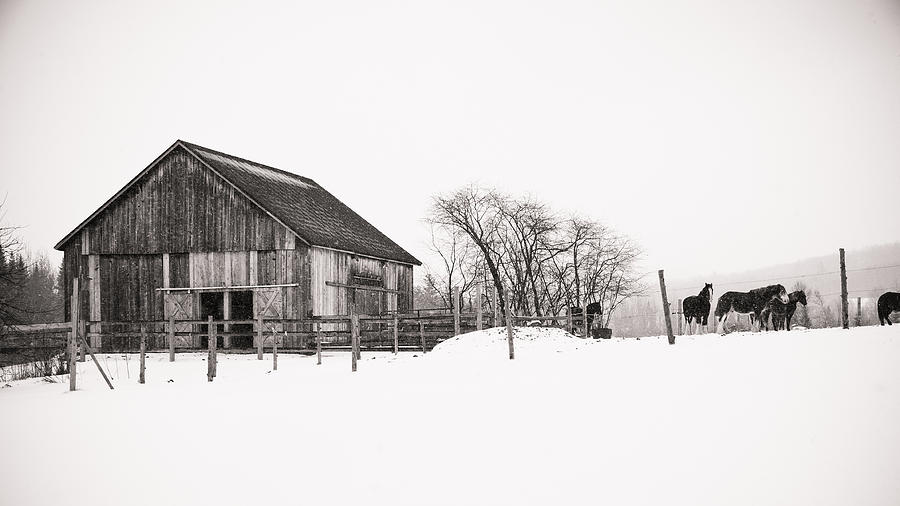 Snowy Day at the Farm Photograph by Edward Myers