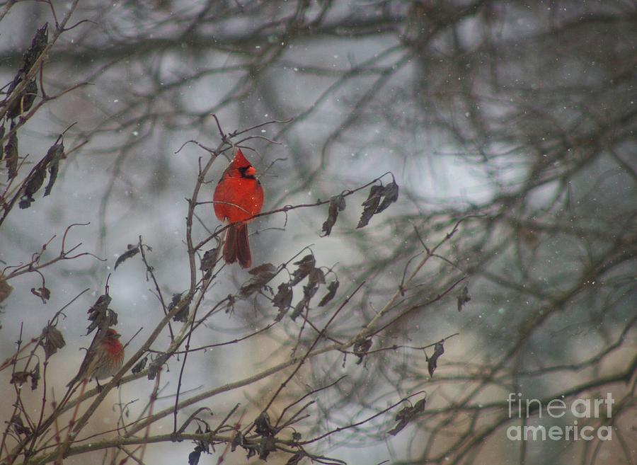 Snowy Day Cardinal Photograph by Ty Shults