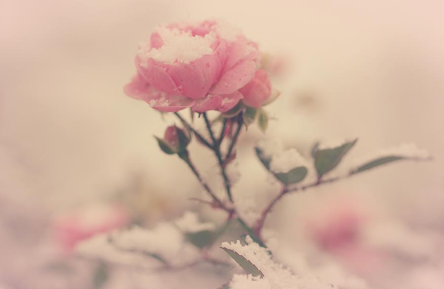 Snowy Day Of Roses Photograph
