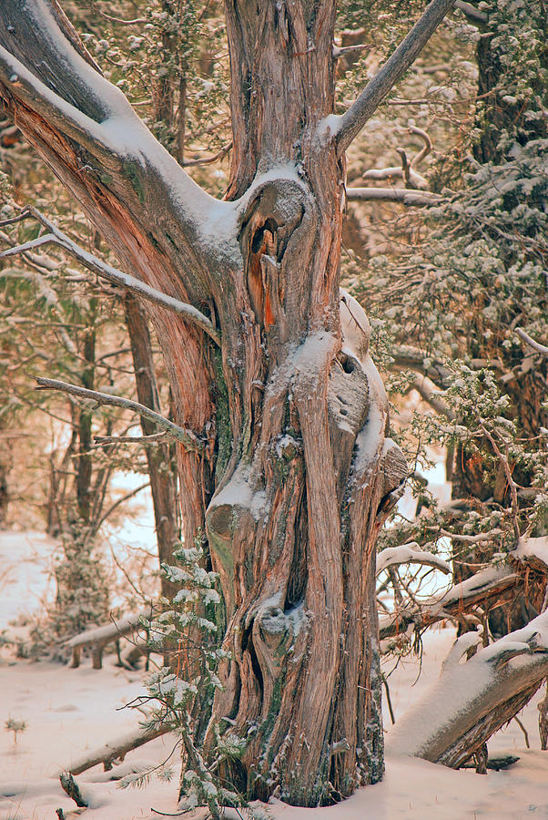 Snowy Dead Tree Photograph by Donna Greene