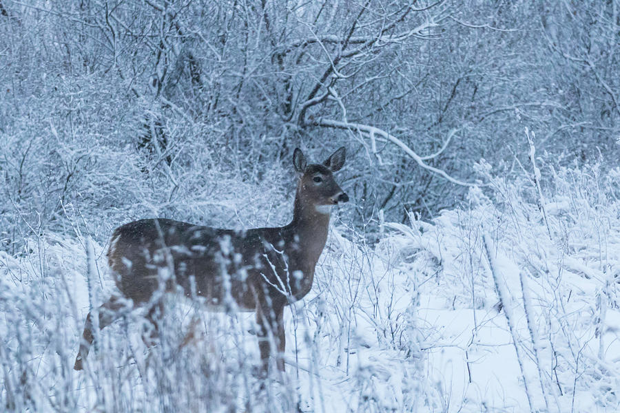 Snowy Deer Photograph by Brook Burling