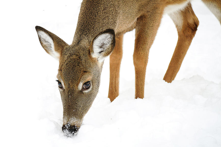 Snowy Deer Photograph by Tony HUTSON