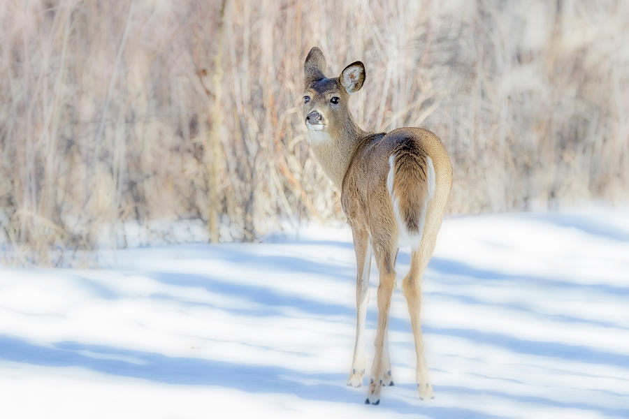 Snowy Deer by Vicki Stansbury Snowy Deer by Vicki Stansbury