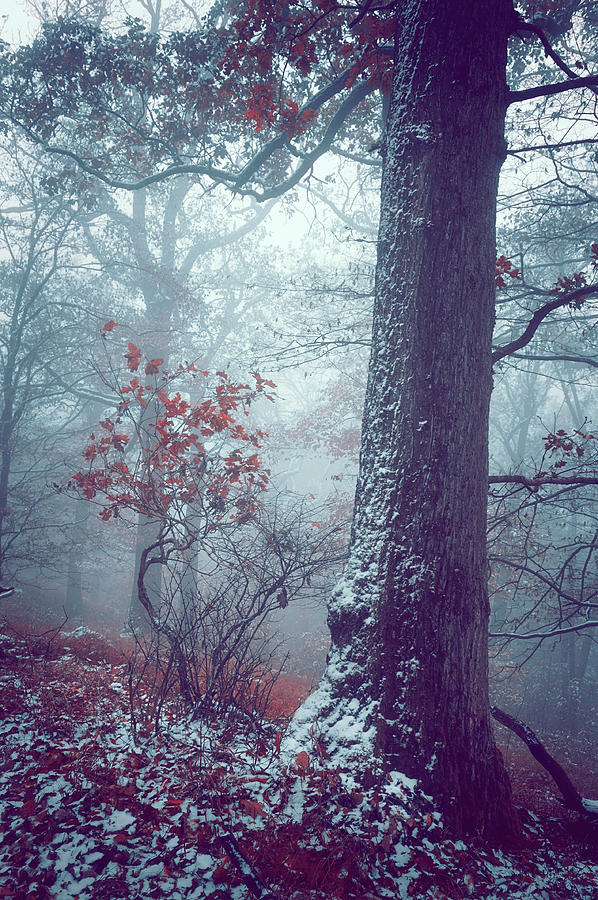Snowy Dreams of Pine Tree Photograph by Jenny Rainbow