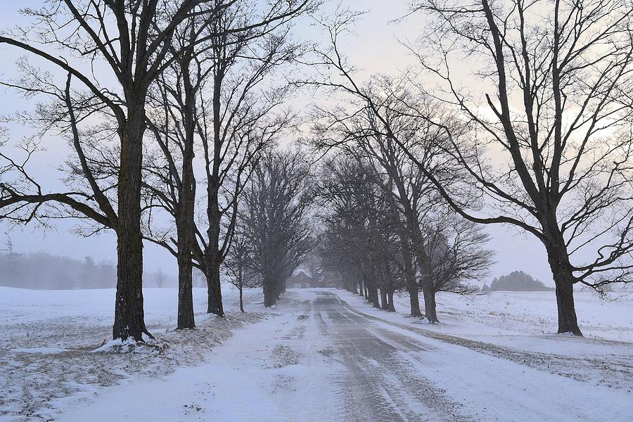 Snowy Driveway  Photograph by Lyle Crump