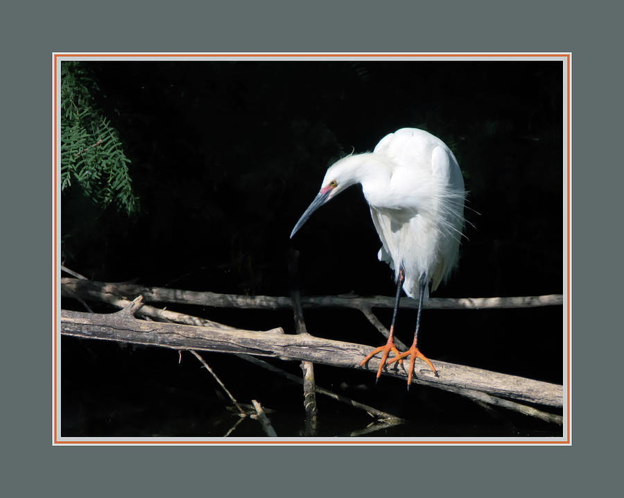 Snowy Egret 1498-052218-1cr-matted Photograph by Tam Ryan
