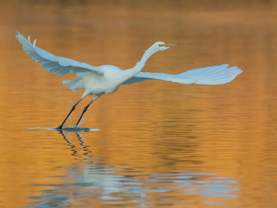 Great Egret 1638-011818-1cr Photograph by Tam Ryan