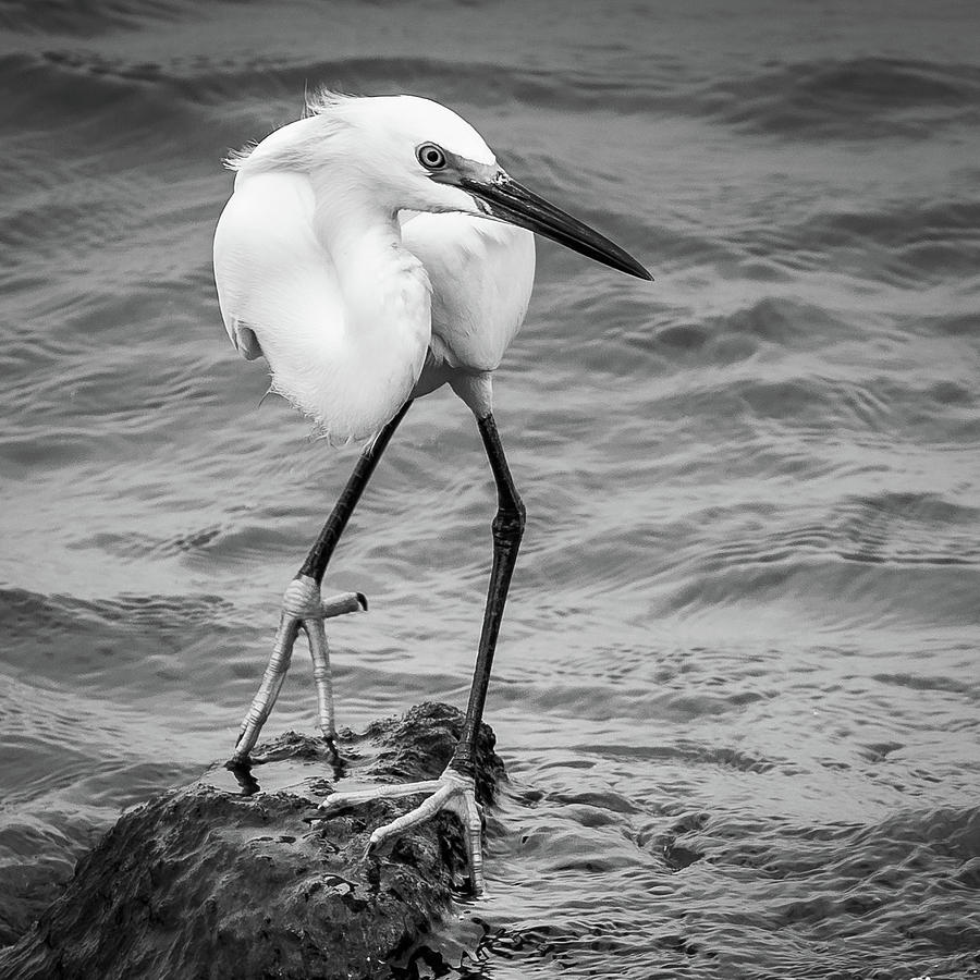 Snowy Egret 2 Photograph by Mark Peavy