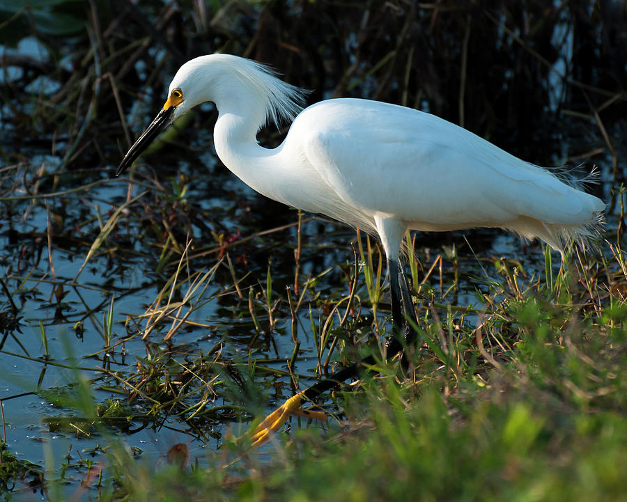 Snowy Egret 5915 Photograph by Ginger Stein