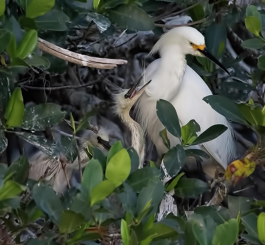 Snowy Egret Adult and Chicks Photograph by Richard Goldman
