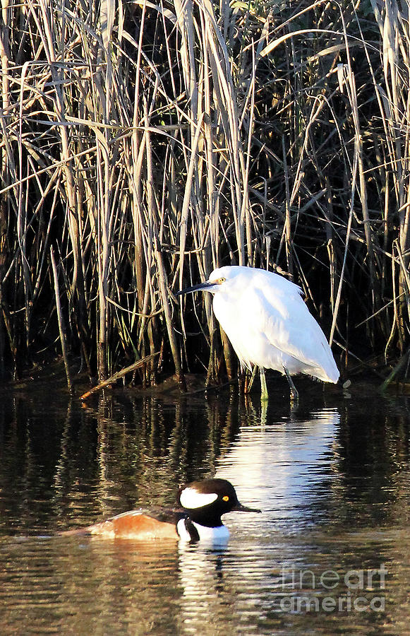 Snowy Egret and a Guy from the Hood Photograph by Jennifer Robin