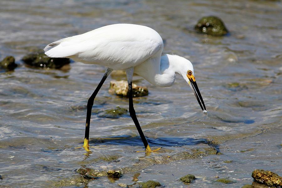Snowy Egret and Appetizer  Photograph by Carol Montoya