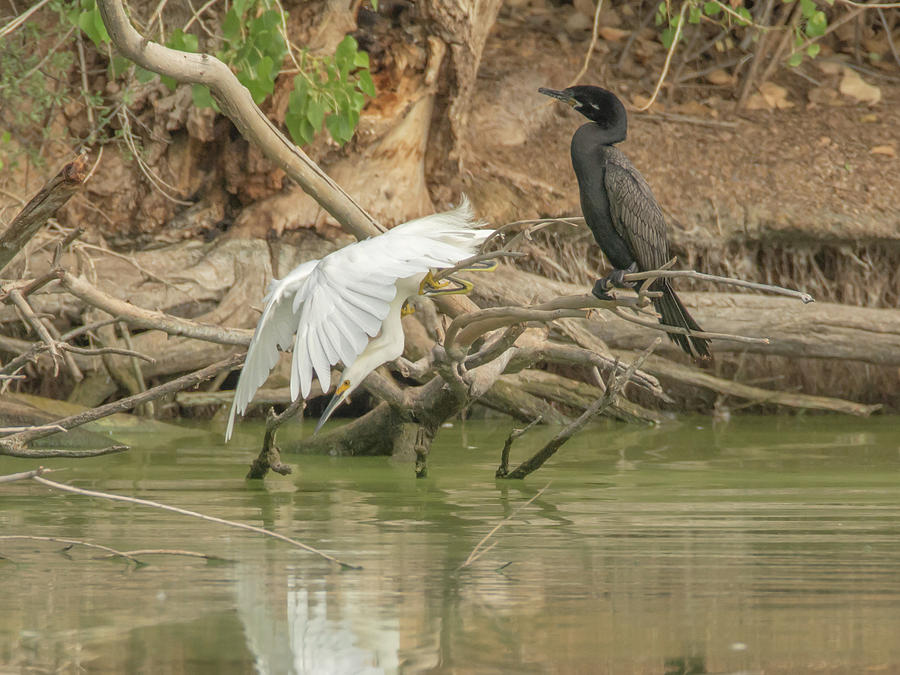 Snowy Egret and Cormorant Photograph by Tam Ryan