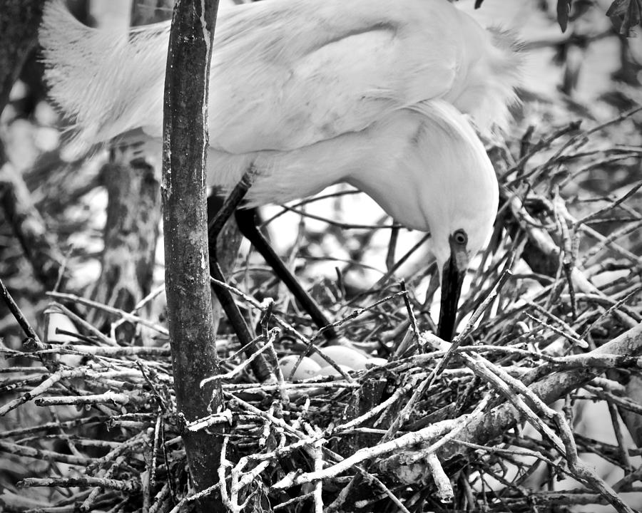 Snowy Egret and Eggs Photograph by Carol Bradley
