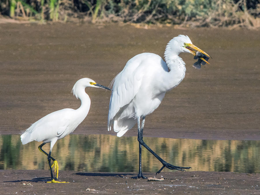 Snowy Egret and Great Egret 9483-120317-1cr Photograph by Tam Ryan