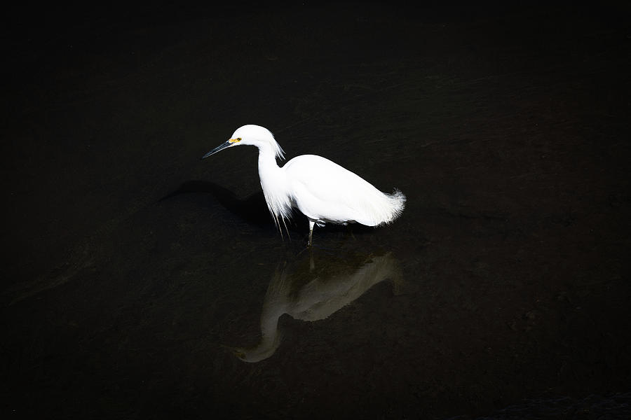 Snowy Egret and Reflection in Dark Water Photograph by Mark Roger Bailey