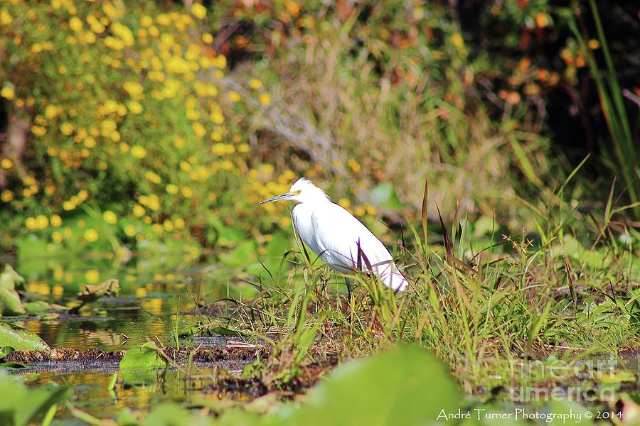 Snowy Egret Photograph by Andre Turner