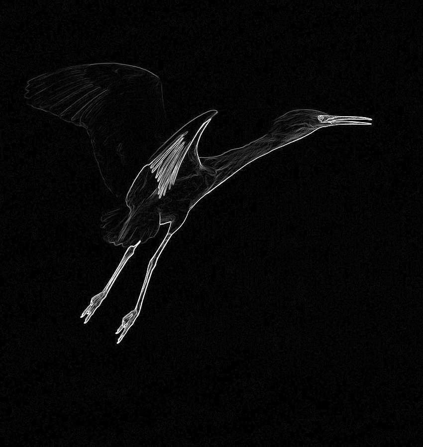 Egret Photograph - Snowy Egret Art by Tam Ryan