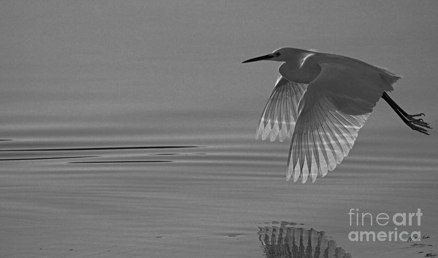 Snowy Egret At Dusk-BW-Signed Photograph by J L Woody Wooden