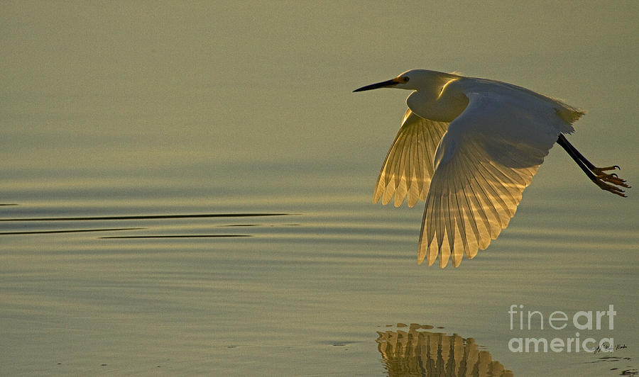 Snowy Egret At Dusk-Signed-#6037 Photograph by J L Woody Wooden