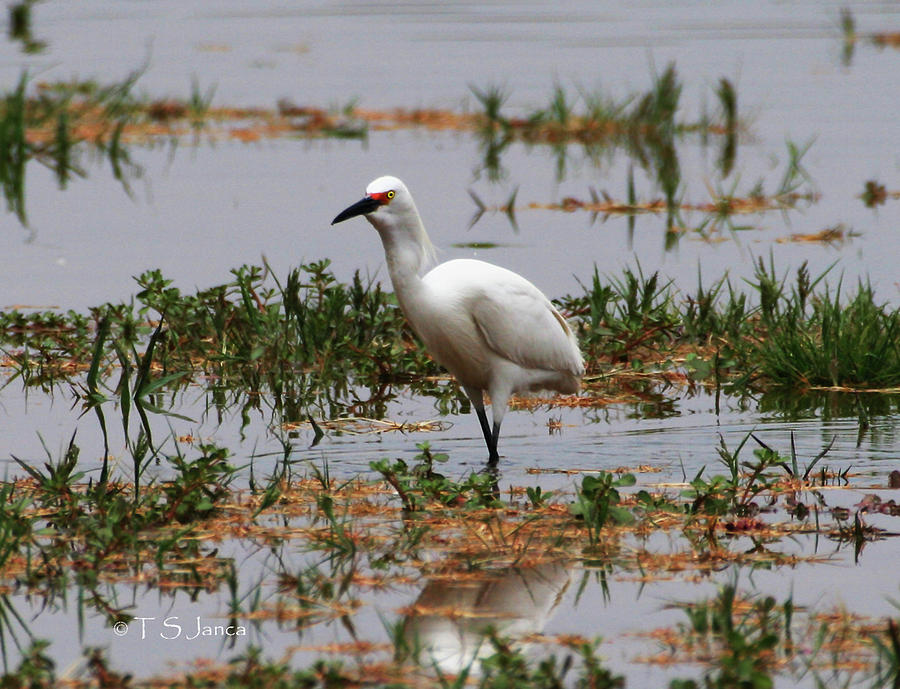 Snowy Egret At Gilbert Riparian Preserve Photograph by Tom Janca