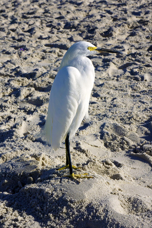 Snowy Egret at Naples, FL Beach by Robb Stan Snowy Egret at Naples, FL Beach by Robb Stan