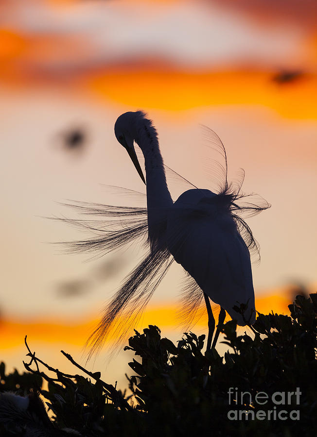 Snowy Egret At Sunset Photograph by Juan Carlos Muoz